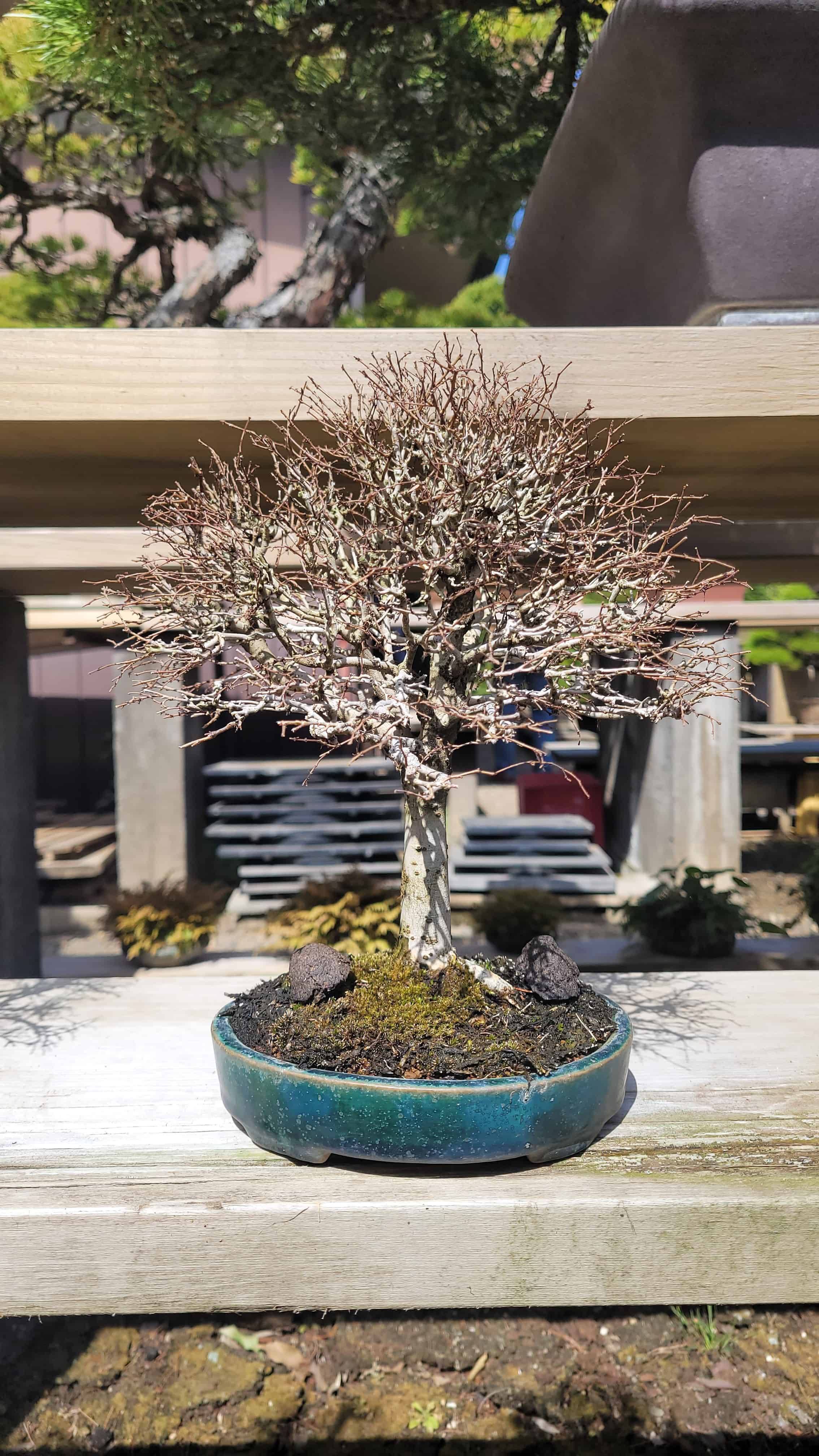 A maple bonsai tree from kimura in Japan